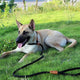Traveling with Your Dog? Don’t Forget These Accessories!