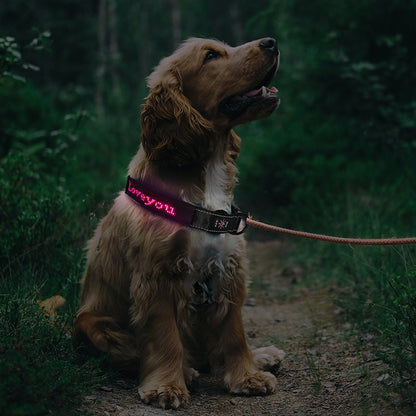 LED Dog Collar - Programable