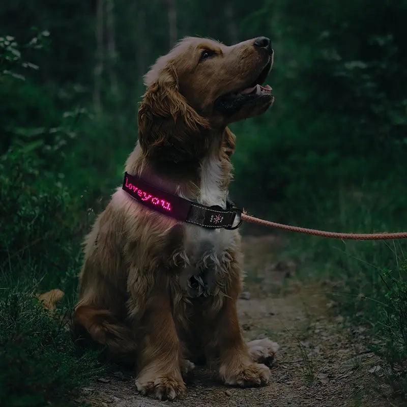 LED Dog Collar - Programable - FluffyPaw