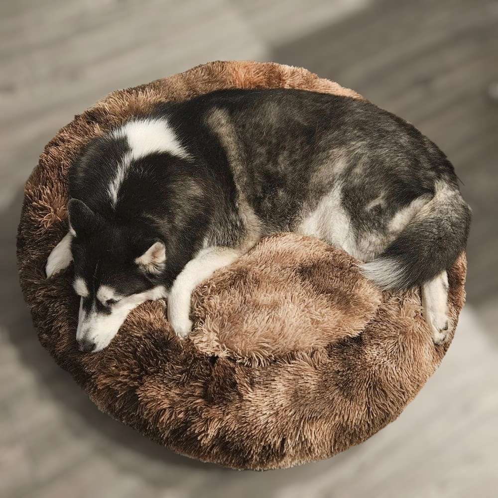 FluffyPaw 40" Tie-Dye Coffee Donut Dog Bed – Soft, Calming, Cozy Pet Bed | FluffyPaw